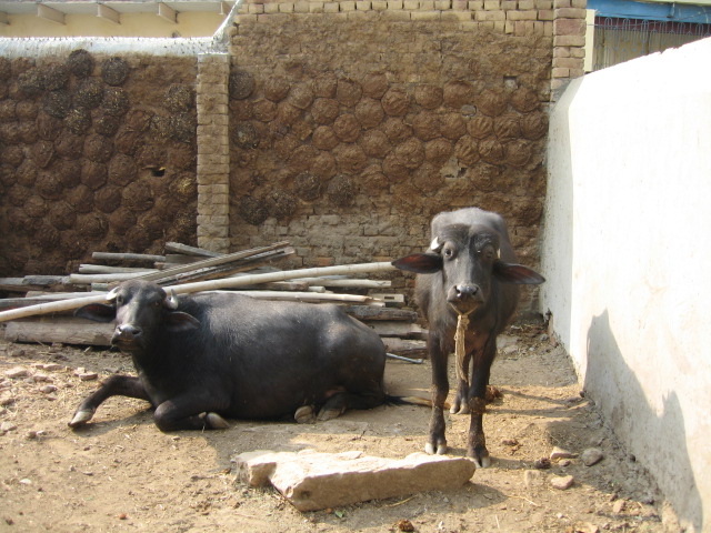 Goshala(Cows)2